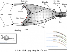Cấu tạo lưới kéo